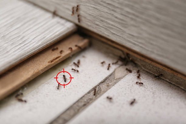 Insect Control in Licking, MO